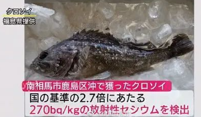 核废水排入大海鱼会变异吗_核污水还可以吃虾吗_日本排放核污水鱼还能吃吗知乎