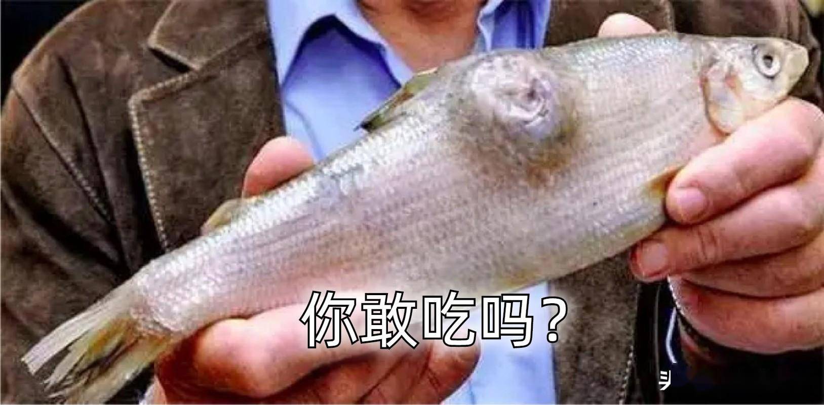 核污水能排入海里吗_核废水排入大海鱼会变异吗_日本排放核污水鱼还能吃吗知乎